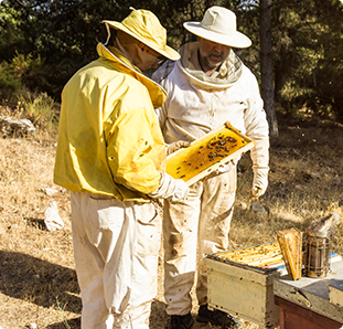 How To Create A Safe Bee Watering Station