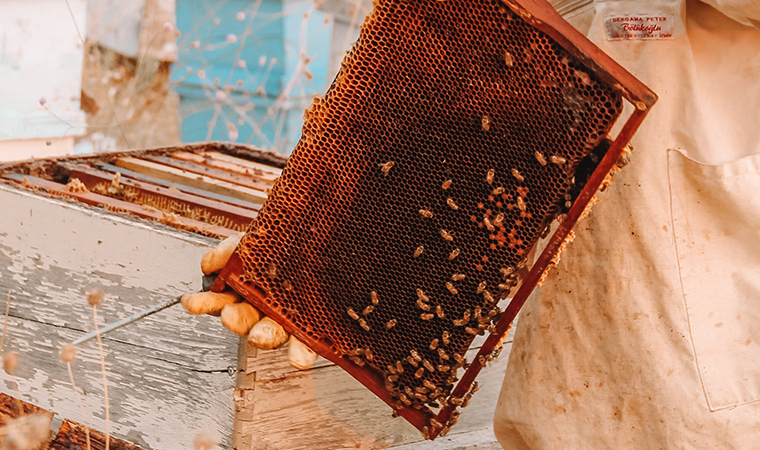 All About Your Wildflower Seeds & How To Plant Them